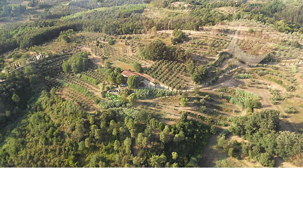 luftaufnahme der azienda agricola barcarelli