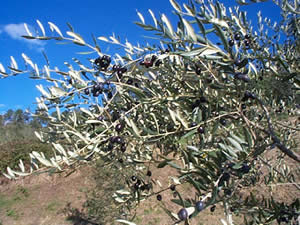 olivensorten-toskana