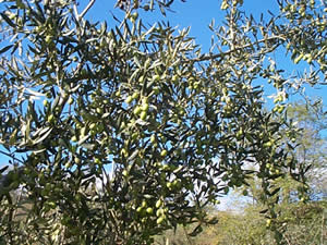 olivensorte-moraiolo