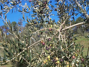 olive variety-frantoio