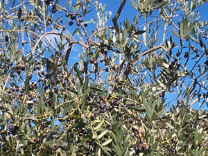 olive variety-leccino