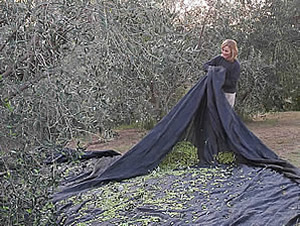 raccolta delle olive