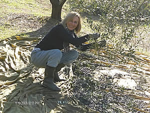 raccolta delle olive