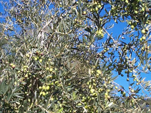 varieta olivi toscana